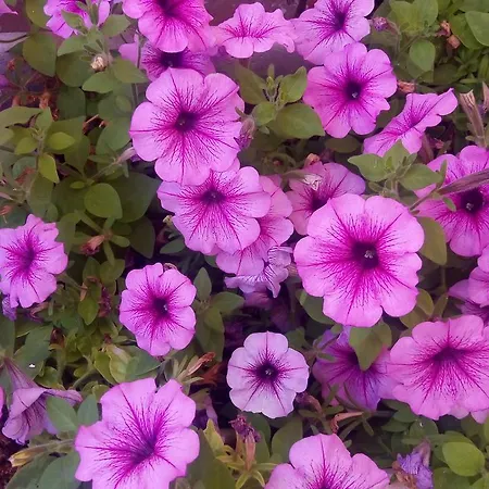 Hotel Agostino Otranto